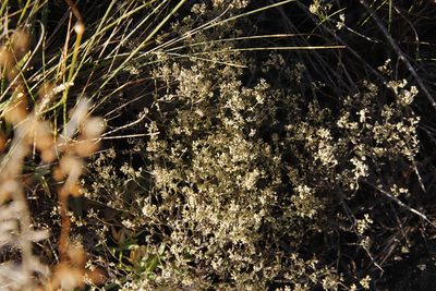 Helichrysum indicum, photographed by Tony Rebelo