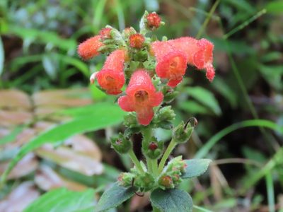 Kohleria spicata, photographed by Juan C. Espinosa