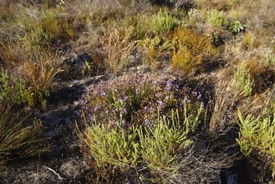 Aristea dichotoma, photographed by Tony Rebelo