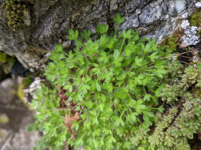 Saxifraga globulifera, photographed by Johannes