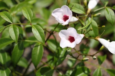 Pandorea jasminoides, photographed by Greg Tasney