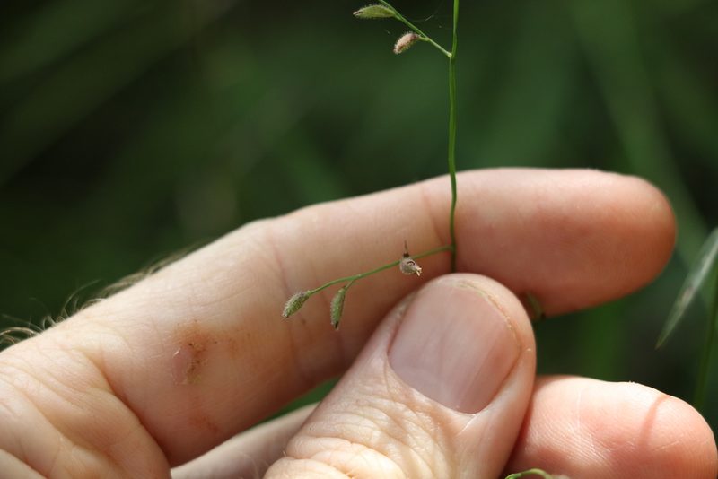 Cleistochloa uncinulata, photographed by Greg Tasney