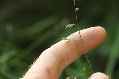 Cleistochloa uncinulata, photographed by Greg Tasney