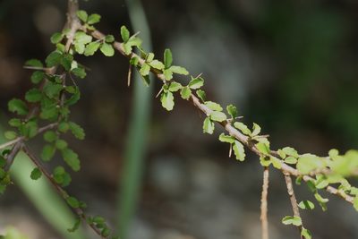 Acalypha capillipes, photographed by Greg Tasney