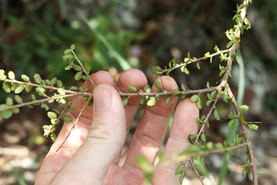 Acalypha capillipes, photographed by Greg Tasney