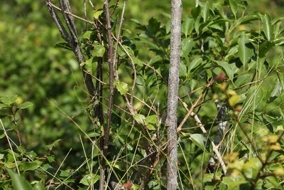 Senna gaudichaudii, photographed by Greg Tasney