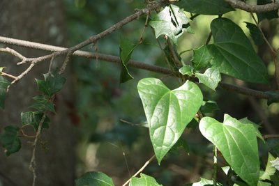 Tinospora smilacina, photographed by Greg Tasney