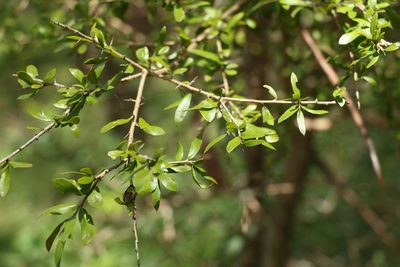 Pittosporum viscidum, photographed by Greg Tasney