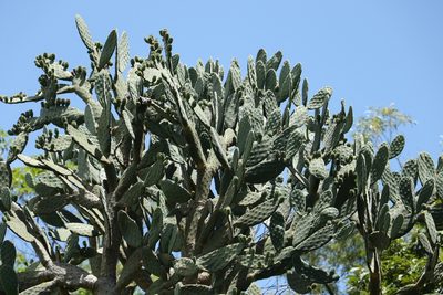 Opuntia tomentosa, photographed by Greg Tasney