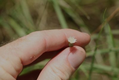 Aster subulatus, photographed by Greg Tasney