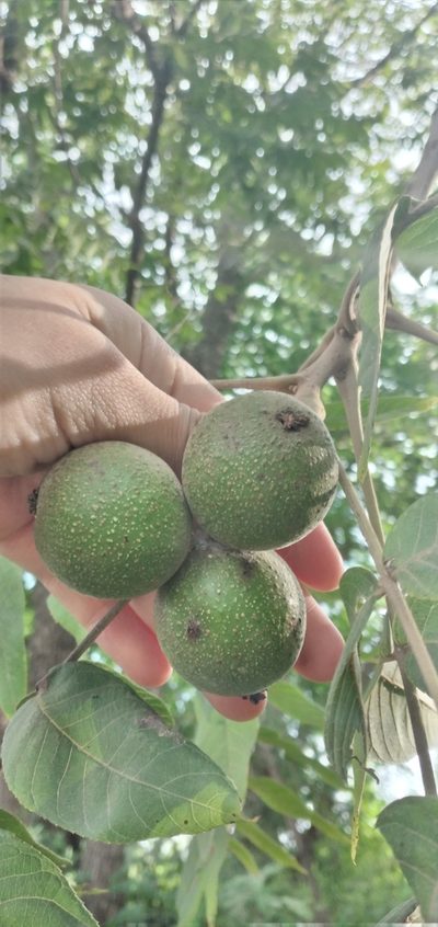 Juglans australis, photographed by Fede y Vani