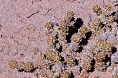 Tephrocactus molinensis, photographed by Hugo Hulsberg