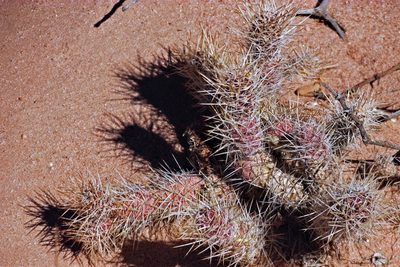Tephrocactus weberi, photographed by Hugo Hulsberg