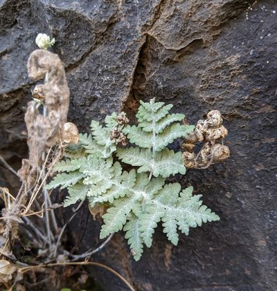 Pentagramma pallida, photographed by Kayla Sweeten