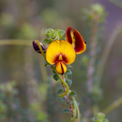 Pultenaea densifolia, photographed by Kym Nicolson