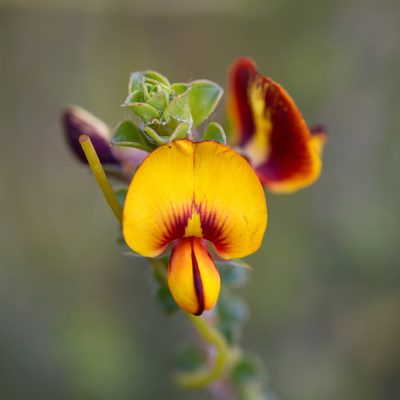 Pultenaea densifolia, photographed by Kym Nicolson