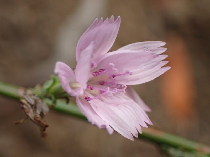 Stephanomeria virgata, photographed by George Williams