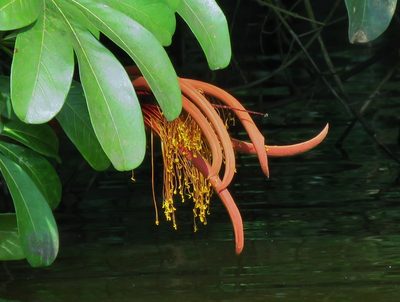 Pachira insignis, photographed by Annika Lindqvist