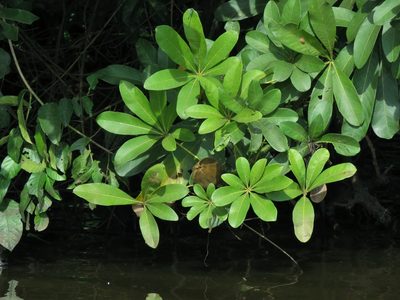 Pachira insignis, photographed by Annika Lindqvist
