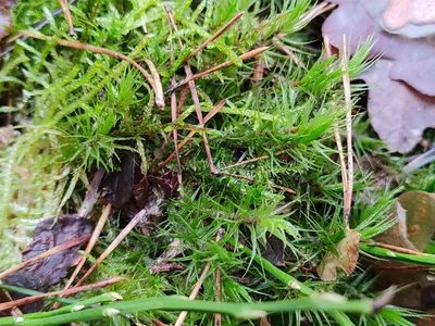 Dicranum polysetum, photographed by aga_l_
