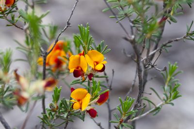 Pultenaea laxiflora, photographed by Kym Nicolson