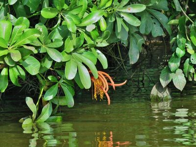 Pachira insignis, photographed by Annika Lindqvist