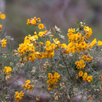 Pultenaea mollis, photographed by Kym Nicolson