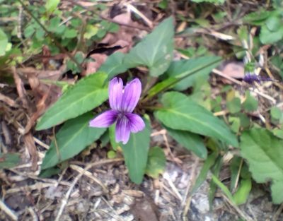 Viola inconspicua, photographed by Agnes Trekker