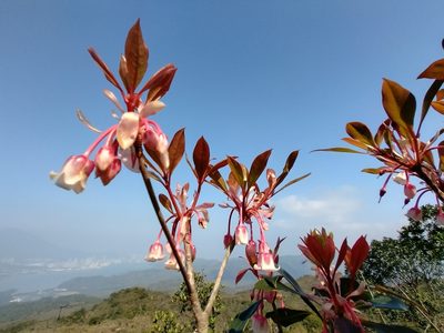 Enkianthus quinqueflorus, photographed by Agnes Trekker