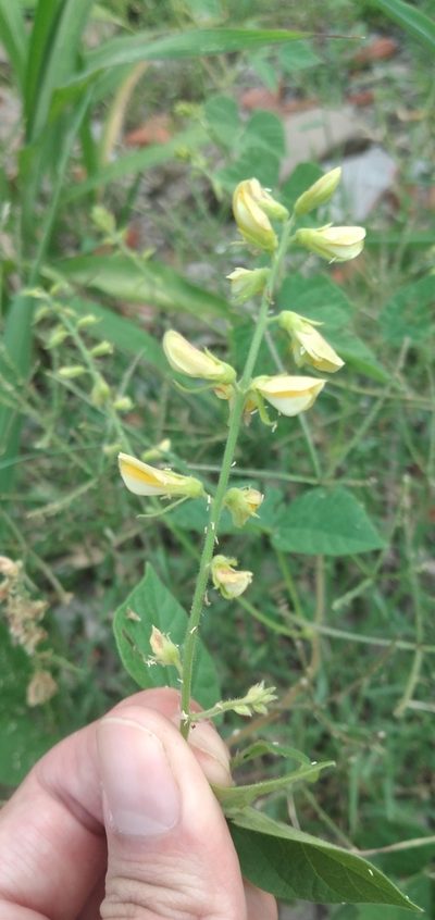 Rhynchosia edulis, photographed by Fede y Vani