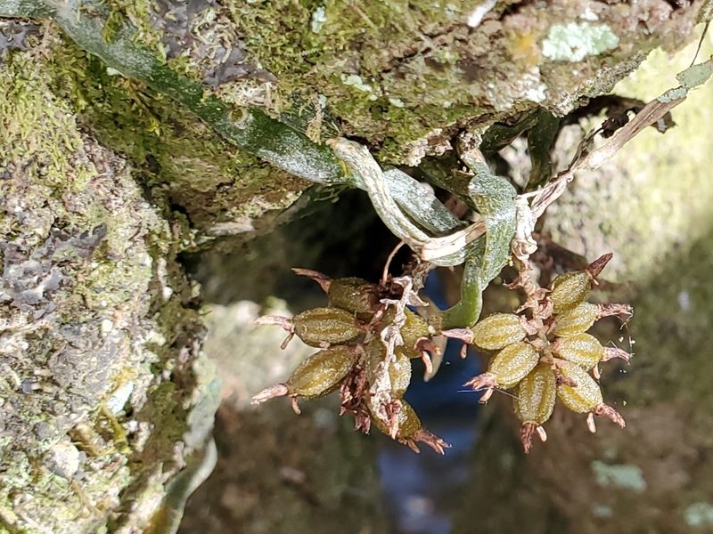 Campylocentrum pachyrrhizum, photographed by Laura Gaudette