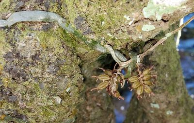 Campylocentrum pachyrrhizum, photographed by Laura Gaudette