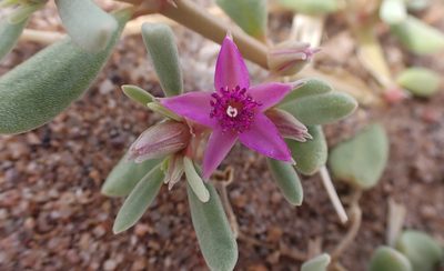 Sesuvium verrucosum, photographed by Mike Duran
