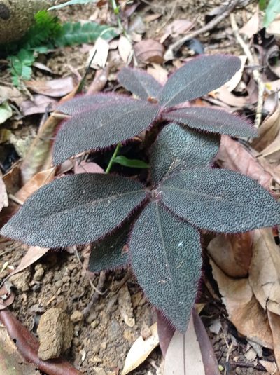 Ardisia mamillata, photographed by David Addis