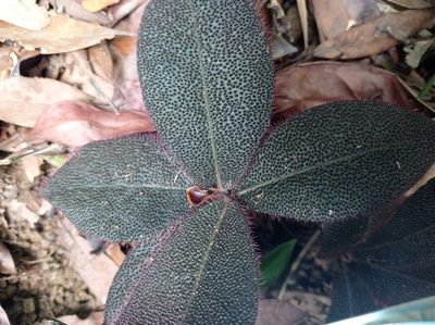 Ardisia mamillata, photographed by David Addis