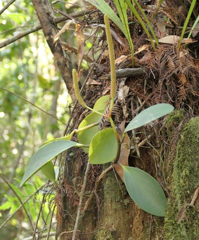 Peperomia obtusifolia, photographed by Laura Gaudette