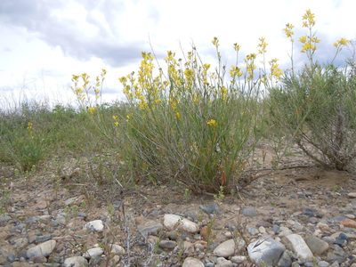 Sisymbrium linifolium, photographed by Matt Lavin