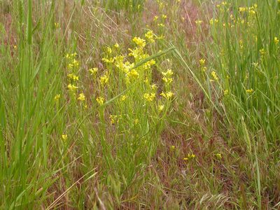 Sisymbrium linifolium, photographed by Matt Lavin