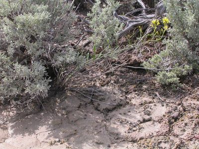 Sisymbrium linifolium, photographed by Matt Lavin