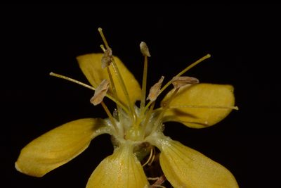 Linum kingii, photographed by Brian Finzel