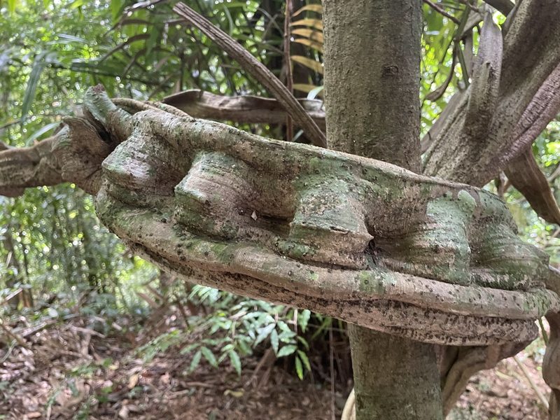 Schnella guianensis, photographed by harrier