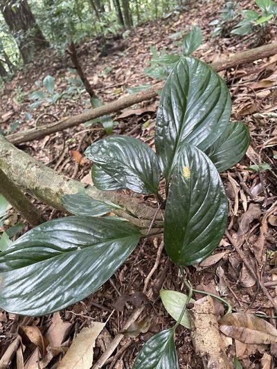Monstera pinnatipartita, photographed by harrier