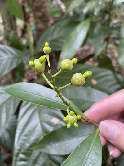 Ouratea lucens, photographed by harrier
