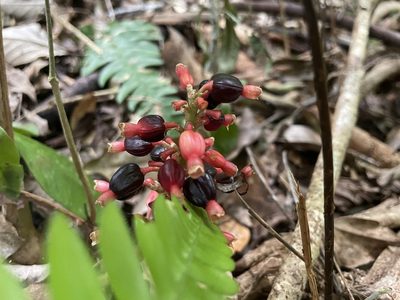 Renealmia alpinia, photographed by harrier