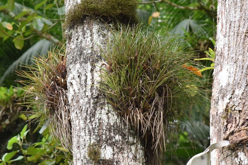 Vriesea flammea, photographed by Cajá-manga