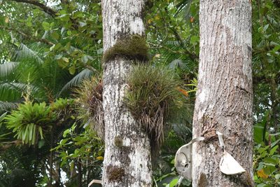 Vriesea flammea, photographed by Cajá-manga