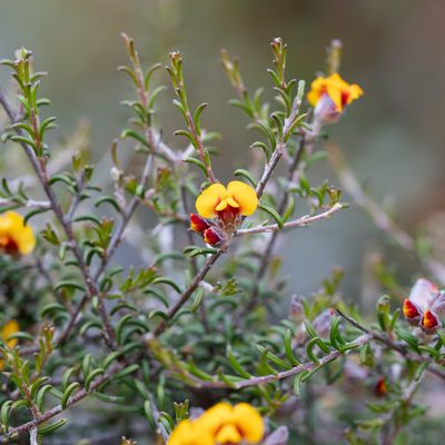 Dillwynia uncinata, photographed by Kym Nicolson