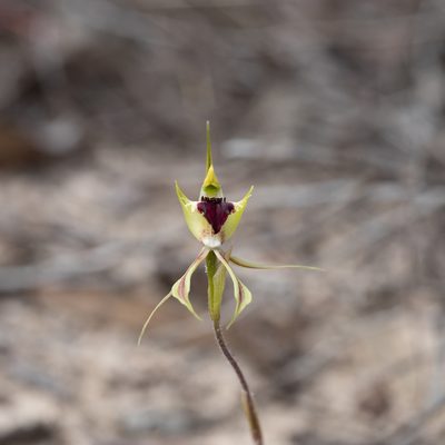 Caladenia stricta, photographed by Kym Nicolson