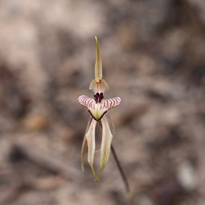 Caladenia cardiochila, photographed by Kym Nicolson