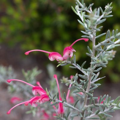 Grevillea lavandulacea, photographed by Kym Nicolson